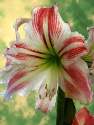 Striped Hippeastrum