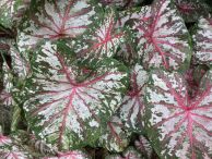 Tapestry_Pink_Fancy_Leaf.jpg