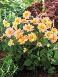Topmix Apricot