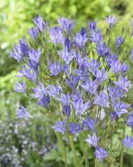 Triteleia_Corinna_visi163114.jpg