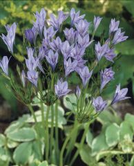 Triteleia_Koningin_Fabiola_elbo24817.jpg