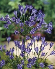 Triteleia_Rudy_elbo24858.jpg