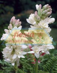 Tuberose_The_Pearl.jpg