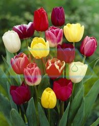 Tulip Fiesta Mixed