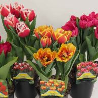 Potted Tulips Assorted