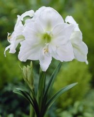 White Hippeastrum