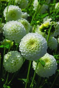 White Aster