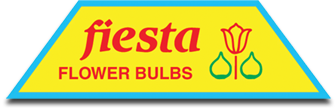 Fiesta Bulbs